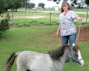 Powellsville veterinarian Dr. Cheryl Powell works with “LTS Loose Change”, nicknamed “Nickel”, a four-year-old 33-and-a-half inch miniature horse she raised and who won Reserve National Champion at the recent AMHR Nationals in Oklahoma. Staff Photo by Gene Motley