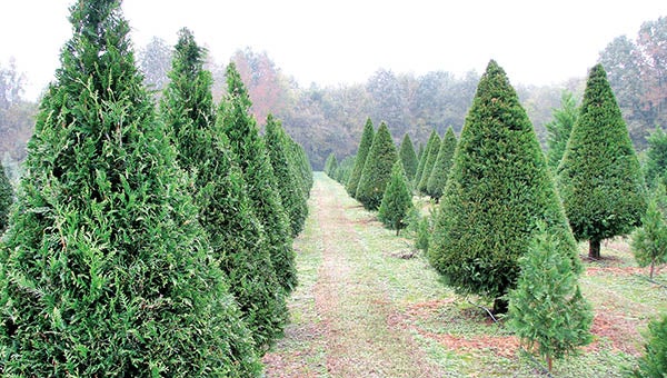 The Christmas tree “forest” is located on Blowe Road near Menola behind the home of Gene and Shirley Dawson. Trimmed, aromatic, and ready for Santa, the tree types include Leland Cyprus, Green Giant, Carolina Sapphire Cyprus, Blue Ice Cyprus, Variegated Leland, and White Pine. | Staff photos by Keith Hoggard