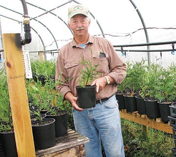 Gene Dawson shows one of his greenhouse seedlings, a future Christmas tree that could reach a height of 10 feet for some lucky family or business.