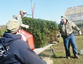 Gene Dawson (second from left) is assisted by his crew as they prepare a freshly cut Christmas tree for home delivery.