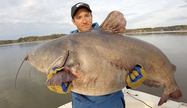 Murfreesboro native Zakk Royce “muscles up” to hold the state record 105-pound blue catfish he caught on Monday morning near the dam on Lake Gaston. Royce operates a fishing guide service on the lake. Contributed Photo