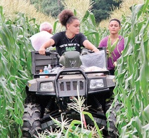 Deanna Gee slowly maneuvers a four-wheeler along a path while Leon Galloway (back to camera) and Dianna Gee harvest ears of corn from Lassiter Farms near Creeksville on July 30. 