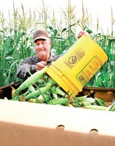 James Rose dumps a bucketful of harvested corn into a cardboard container, one of several filled to capacity and donated to the Food Bank of the Albemarle.